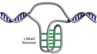 A rendering of the “twisted knot” DNA structure.
